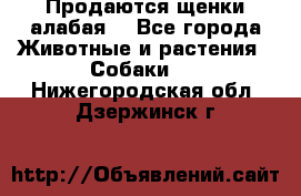 Продаются щенки алабая  - Все города Животные и растения » Собаки   . Нижегородская обл.,Дзержинск г.